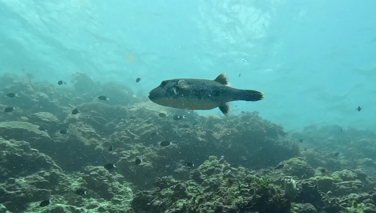 Taka Bonerate Atoll Expedition: Giant Coral Reefs & Baby Shark Lagoons