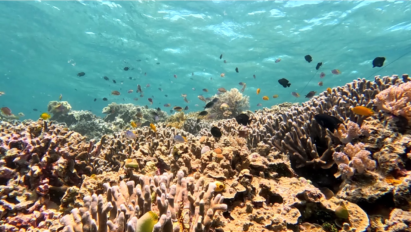 Taka Bonerate Atoll Expedition: Giant Coral Reefs & Baby Shark Lagoons