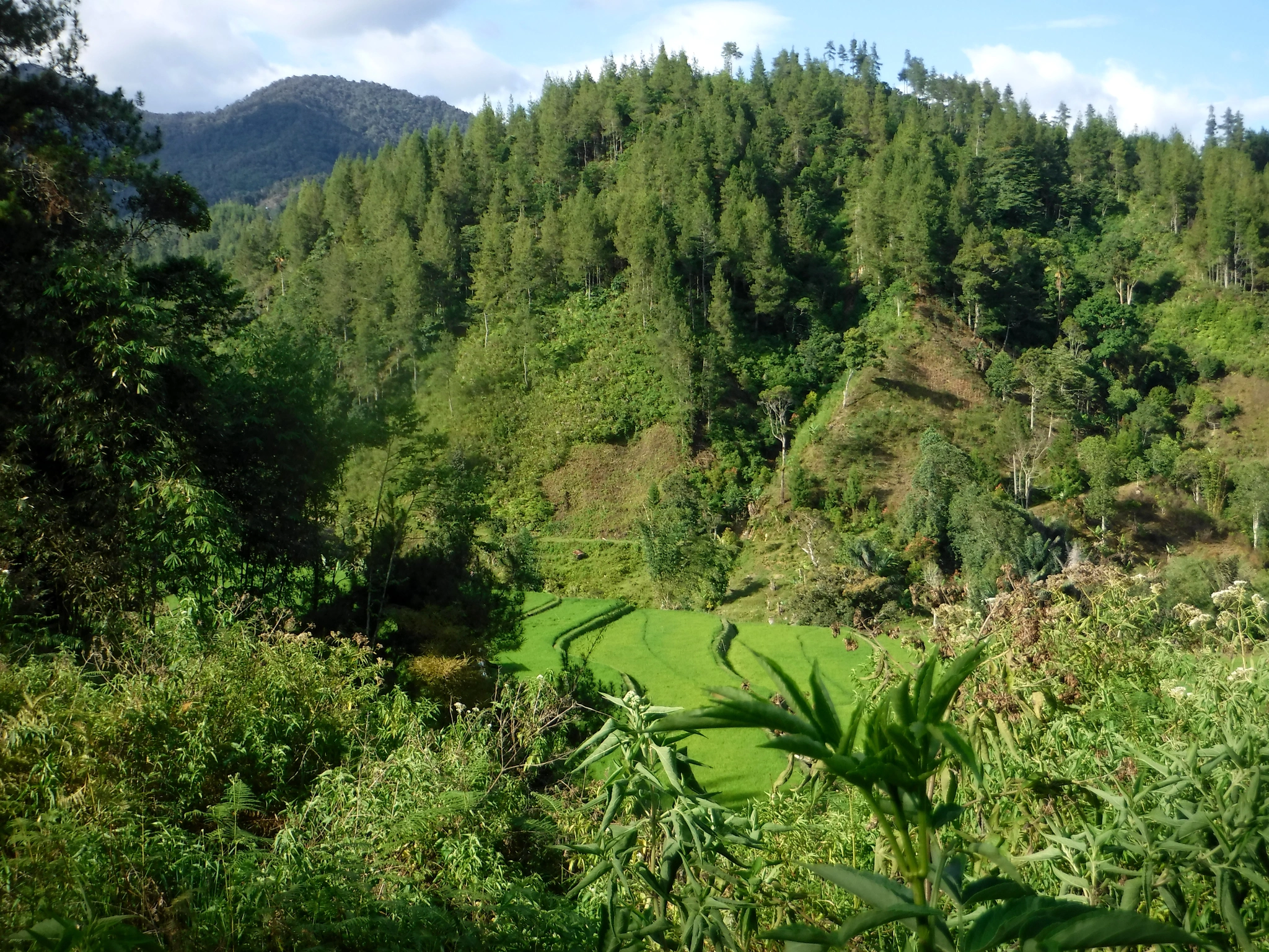 Mount Gandangdewata