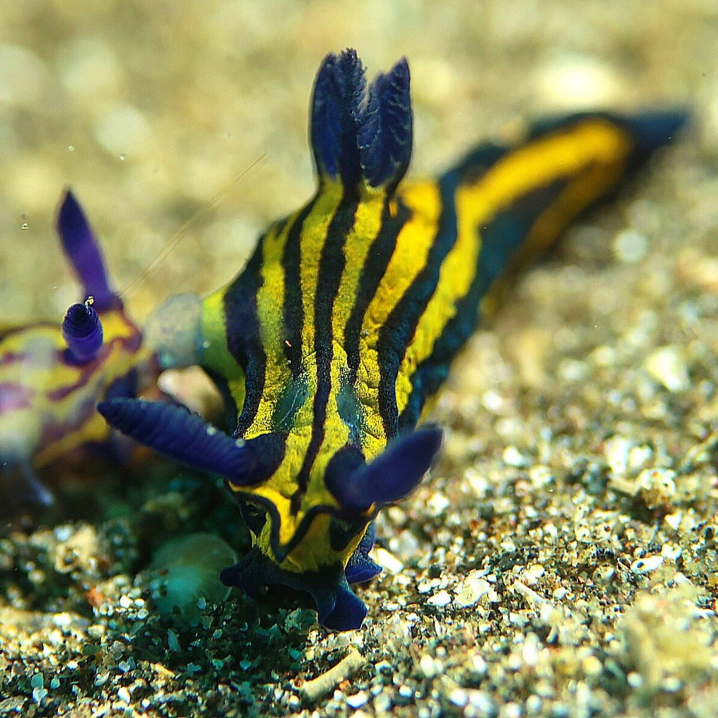 Lembeh Strait Macro Safari: Ibu Kota Dunia Muck Diving