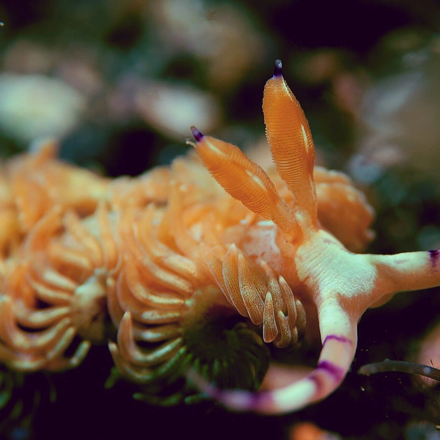 Lembeh Strait Macro Safari: Ibu Kota Dunia Muck Diving