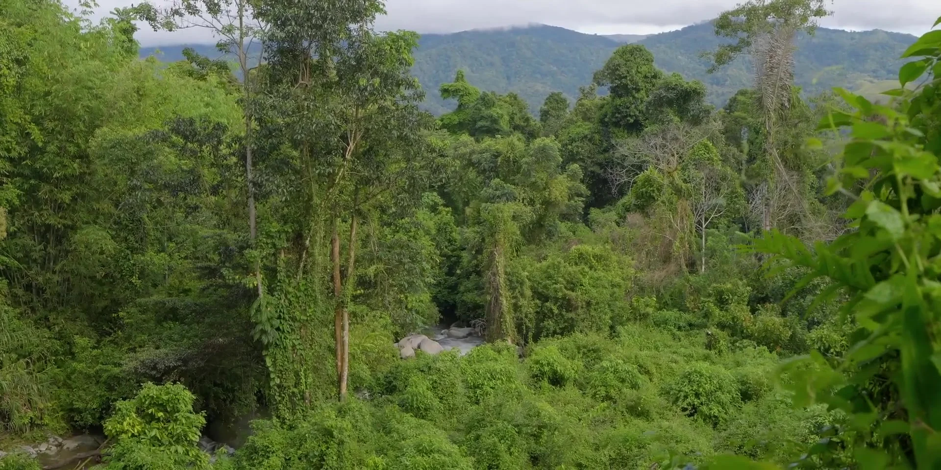 Lore Lindu Wilderness: Mysterious Megaliths & Rainforest Wildlife