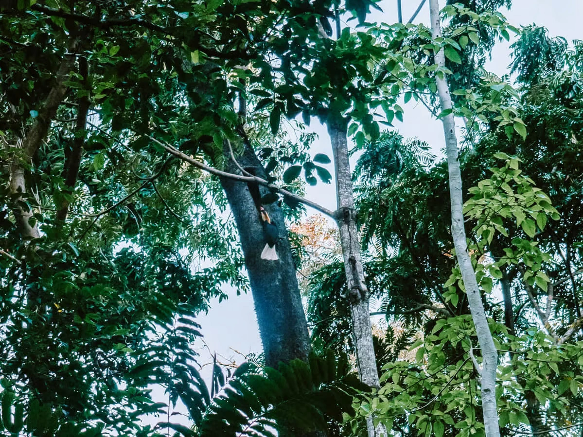 Ekspedisi Satwa Tangkoko: Tarsius, Monyet Hitam & Trek Hutan