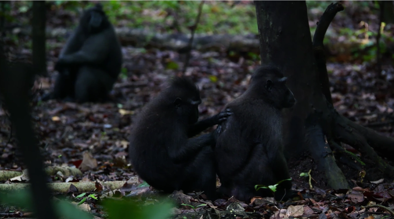 Ekspedisi Satwa Tangkoko: Tarsius, Monyet Hitam & Trek Hutan