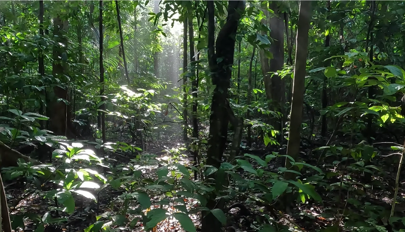 Tangkoko Wildlife Expedition: Tarsiers, Macaques & Jungle Trekking