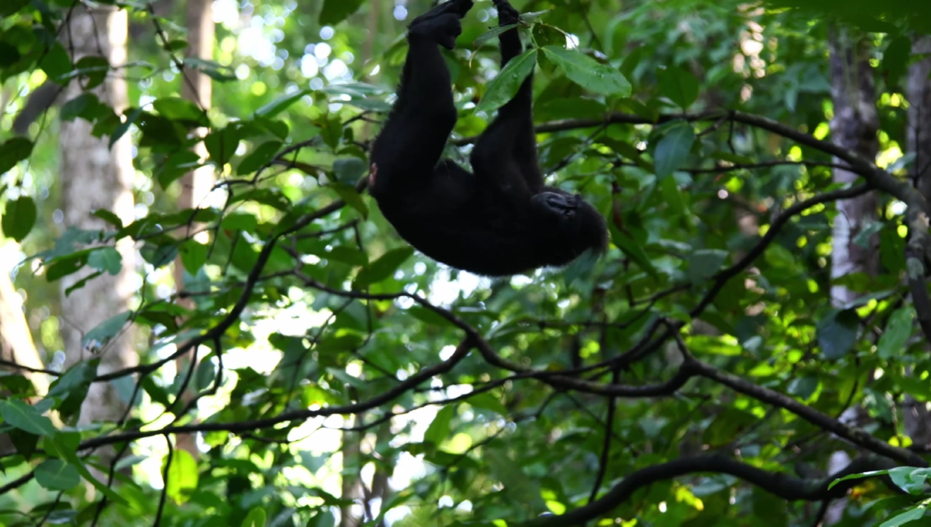 Ekspedisi Satwa Tangkoko: Tarsius, Monyet Hitam & Trek Hutan