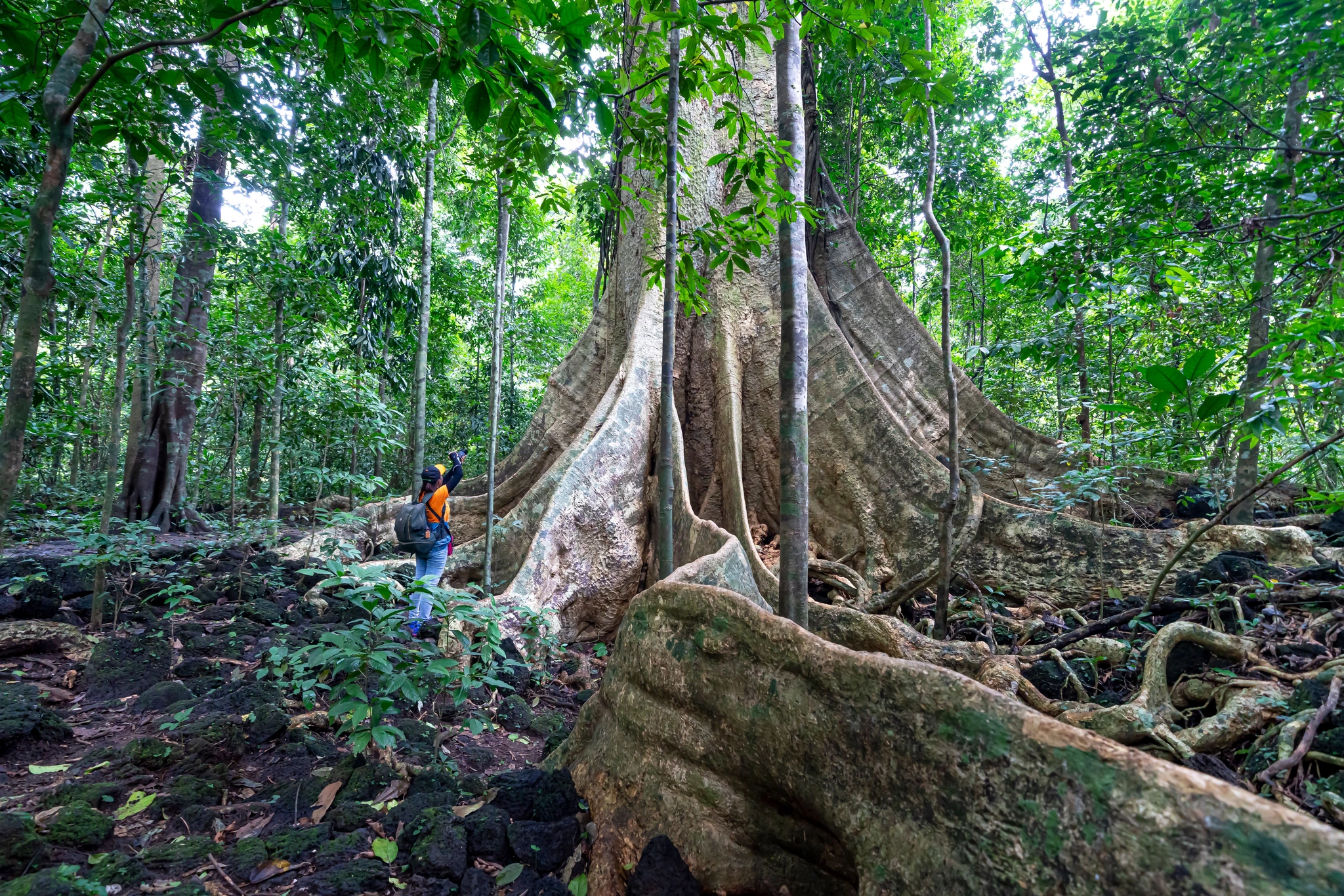 Tangkoko