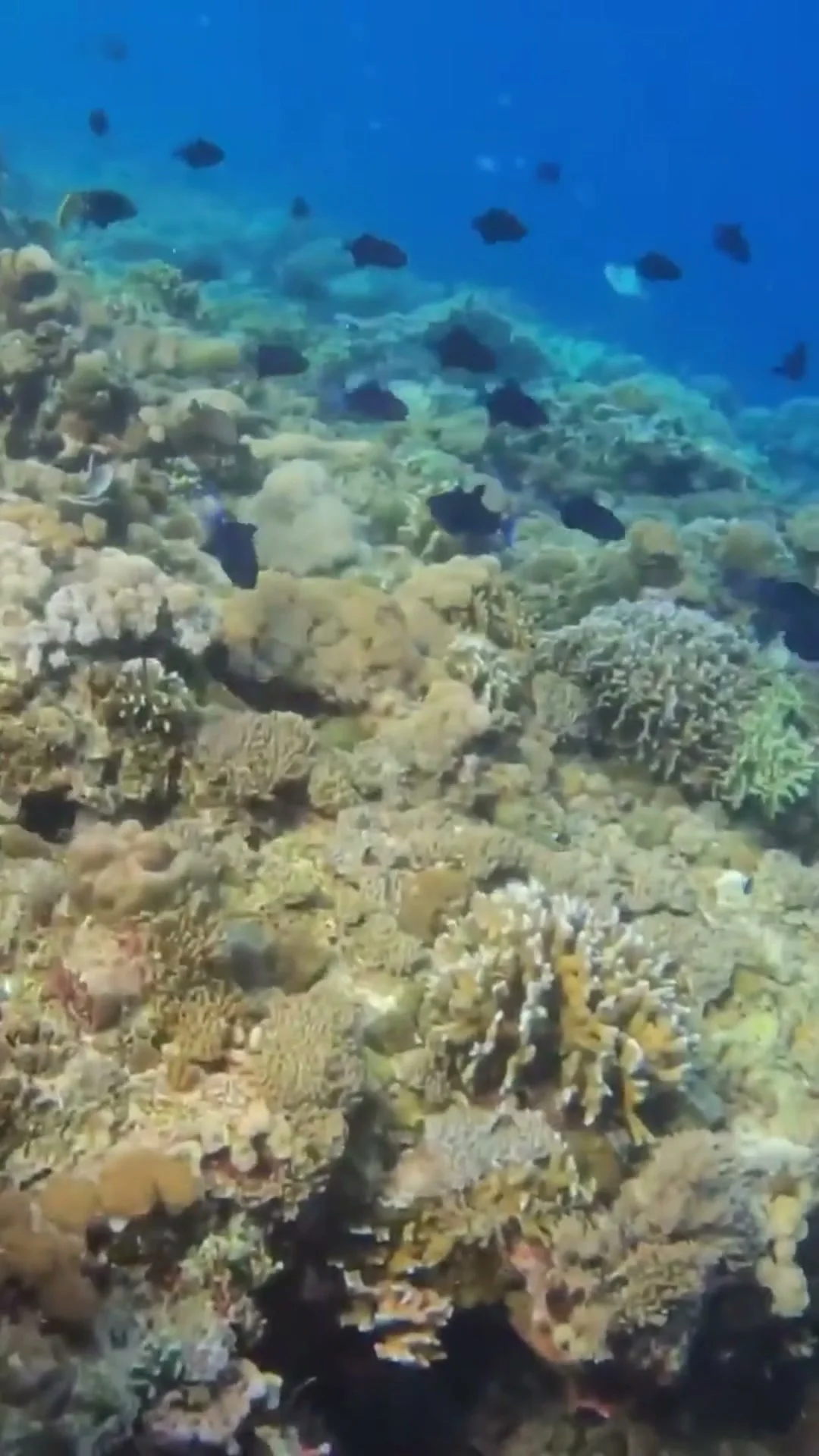 Bira Ocean Escape: Diving, Snorkeling & Phinisi Shipyards
