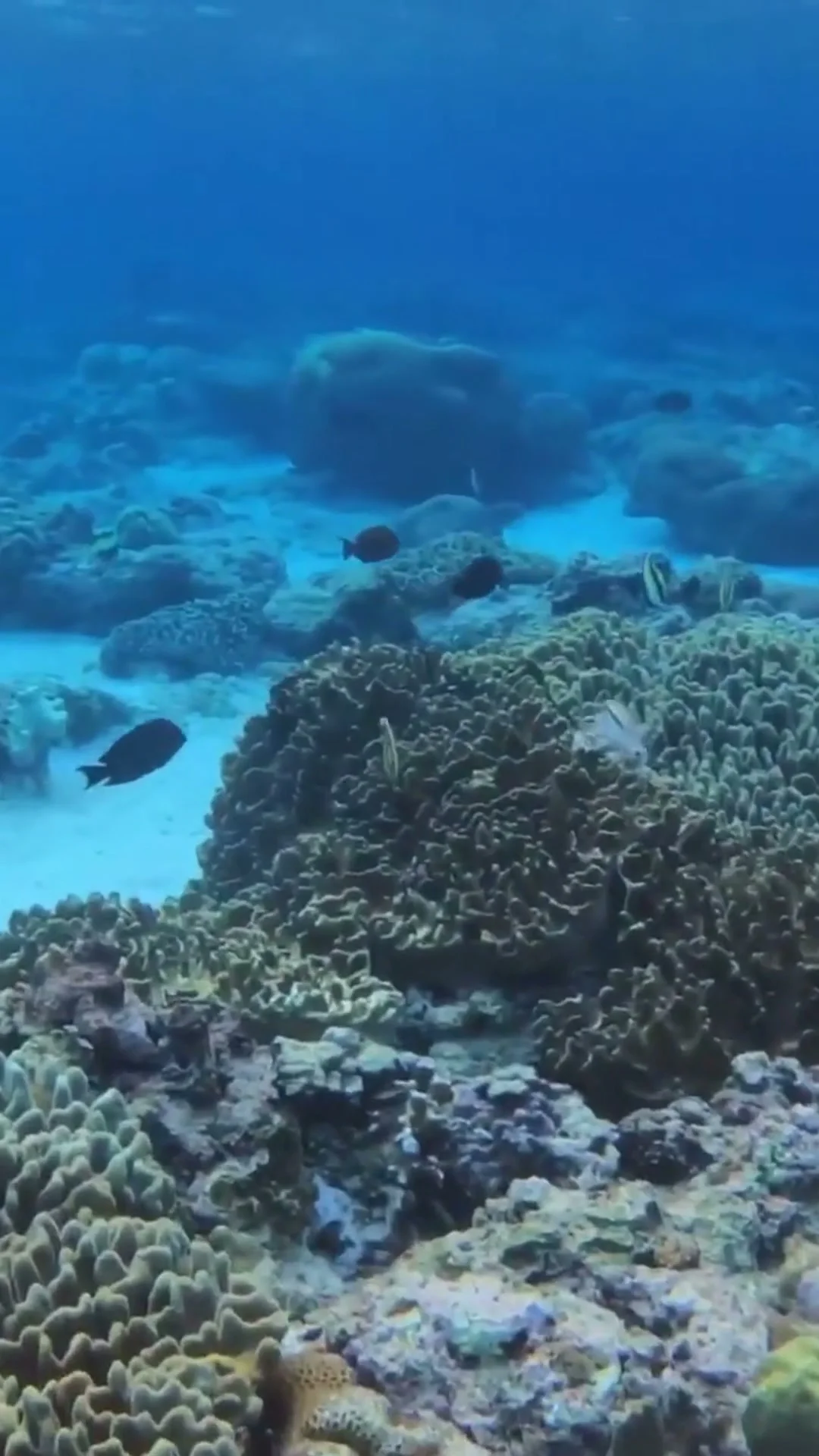 Bira Ocean Escape: Diving, Snorkeling & Phinisi Shipyards