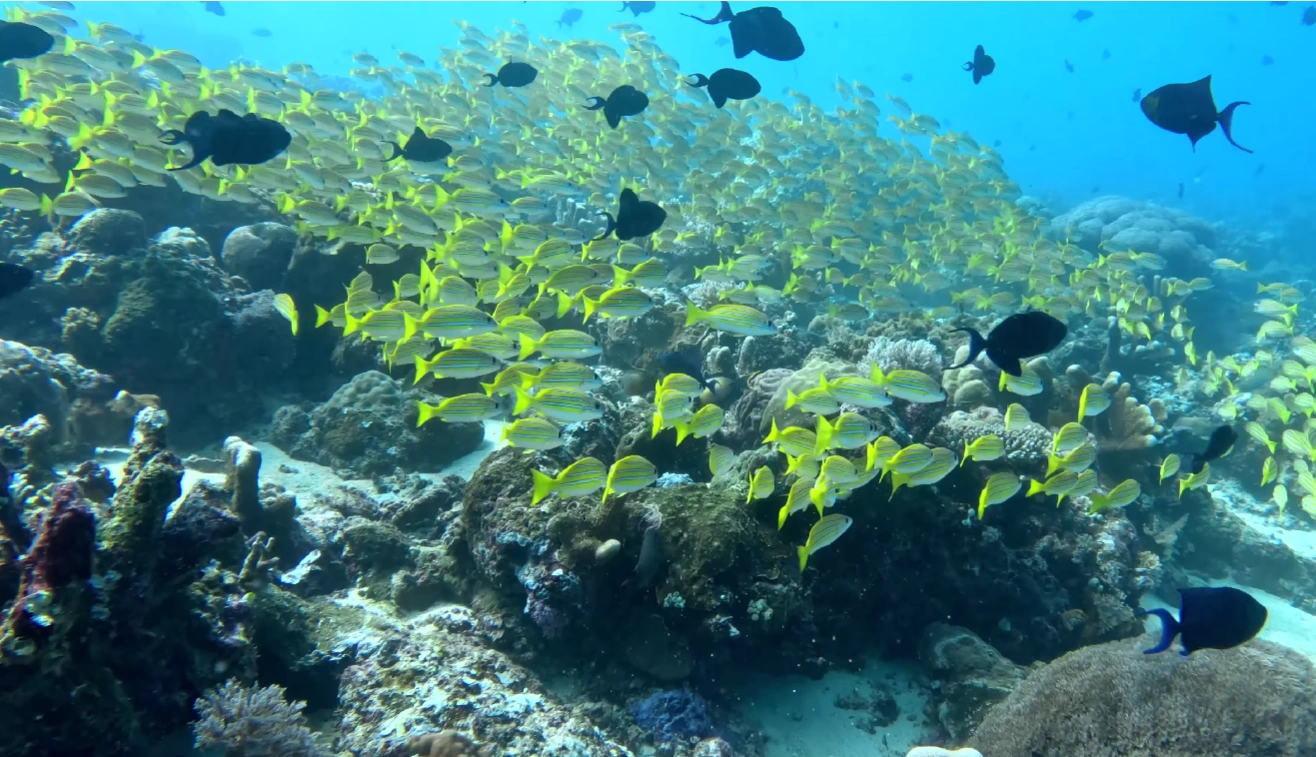 Bira Ocean Escape: Diving, Snorkeling & Phinisi Shipyards
