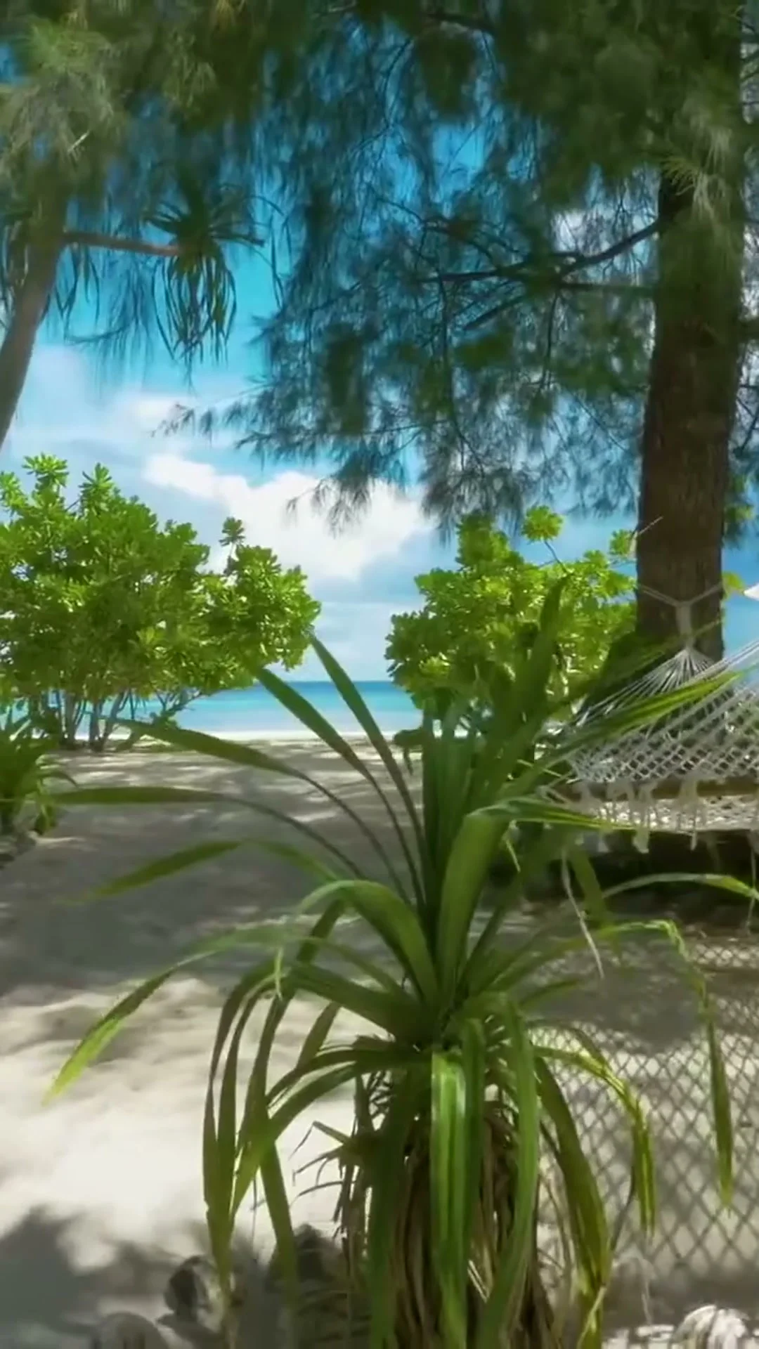 Keajaiban Laut Wakatobi: Menyelam, Snorkeling & Eksplorasi Terumbu Karang
