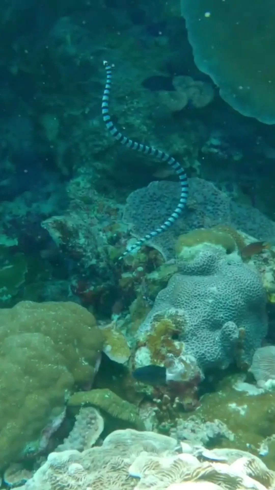 Keajaiban Laut Wakatobi: Menyelam, Snorkeling & Eksplorasi Terumbu Karang