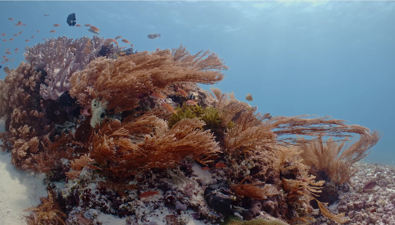Keajaiban Laut Wakatobi: Menyelam, Snorkeling & Eksplorasi Terumbu Karang